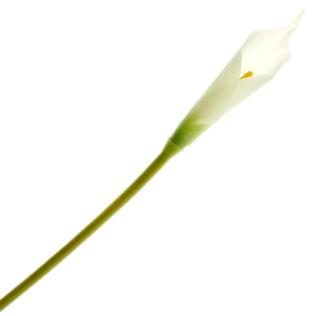 10166505.jpg img